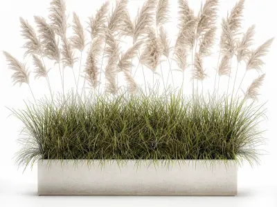 Pampas grass for landscaping 1070 3D model