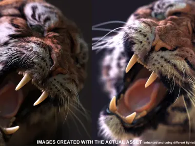 Bengal Tiger Rigged Xgen core 3D model