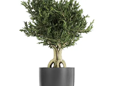 Collection of decorative plants in flowerpots 808 3D model