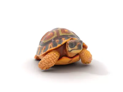 Colorful Tortoise Shell model pack Low-poly 3D model