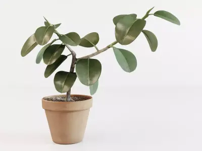 Ficus elastica 3D model