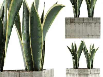 Plants Collection 86 3D model