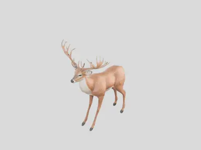Stylized Whitetail Deer 3D Model Low-poly 3D model