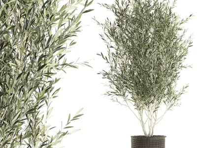 Olive tree for the interior in basket 652 3D model