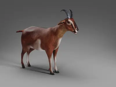 Goat 04 Rigged in Blender  Low-poly 3D model