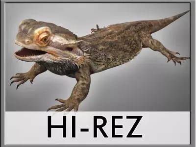 Bearded Dragon Lizard Pet 3D model