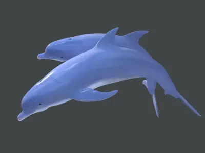Dolphins two 3D model