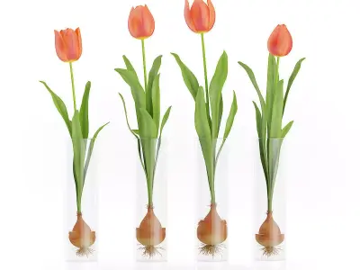 Four Tulips in Glasses 3D model