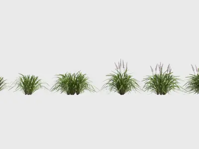 Liriope grass plant 3D model