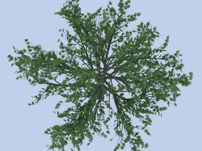 Maple tree Free low-poly 3D model