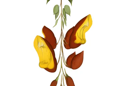 Thunbergia mysorensis 3D model