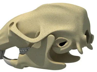 Rat Skull 3D model