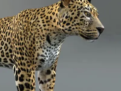 Leopard jaguar 3D model