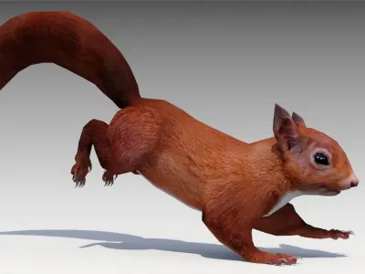Squirrel Low-poly 3D model 3
