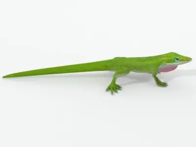 Anole Lizard  - Carolina anole Low-poly 3D model