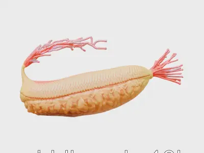 Giant Tube Worm Model with Red Plume Low-poly 3D model