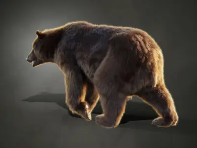 Marsican Bear Animated 3D model