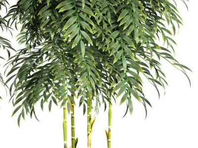 bamboo plant 3D model