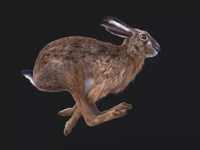 Hare RIG XGEN CORE 3D model