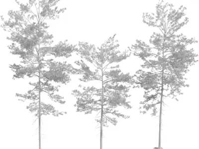 Tall Pine Tree 3D Model Pack  Low-poly 3D model