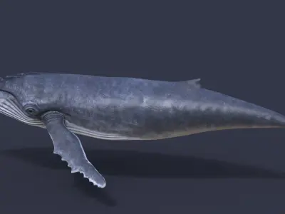 Humpback whale PBR  Low-poly 3D model