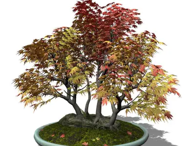 2020 XfrogPlants Bonsai Library  3D model