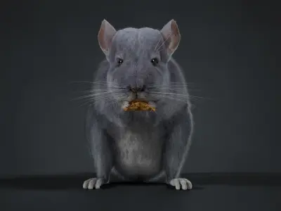 Chinchilla Animated VFX Grace 3D model
