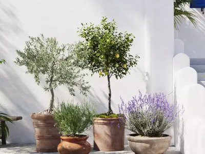 Mediterranean Patio Plant Set 3D model