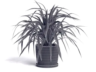 Spider Plant 3D model