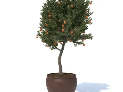 Orange-Tree-N1 3D model