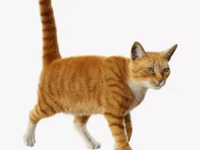 Cat Orange Tabby Rigged Animated 3D model
