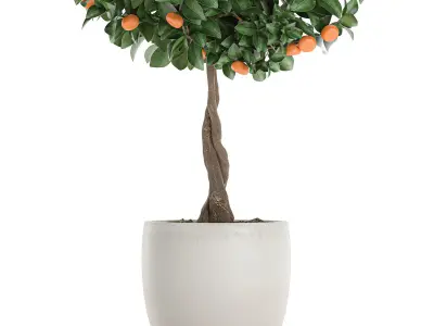 Citrus mandarin tree for the interior in white pot 681 3D model
