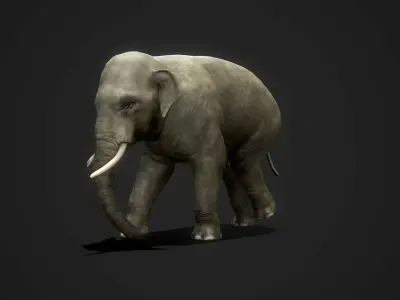 Asian Elephants - GameReady Low-poly 3D model