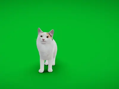 Turkish Van Domestic Cat Low-poly 3D model