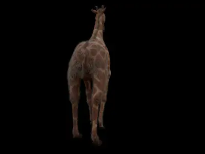 Giraffe 3D model