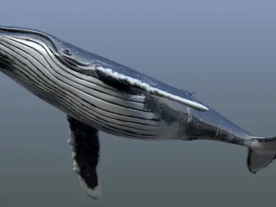 Humpback Whale Rigged Low-poly 3D model