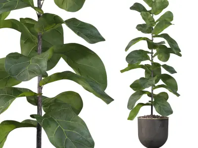 Ficus Lyrata in black pot 3D model