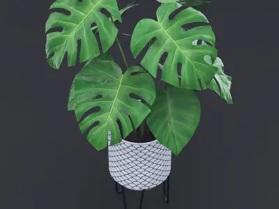Cheese Plant I 3D model