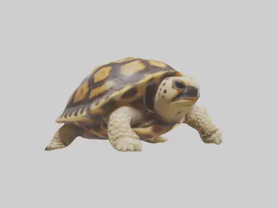 Indian Star Tortoise resting model Low-poly 3D model