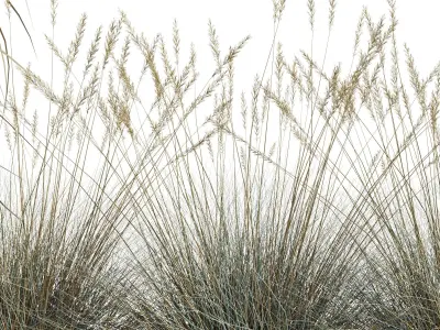 Dried Ornamental Cereal Plants 3D model