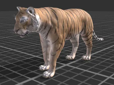 Tiger Low-poly 3D model 6