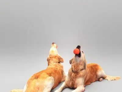 Golden retriever dog playing with toy 30 Low-poly 3D model