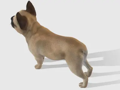 Dog - French Bulldog Low-poly 3D model