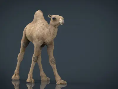 Camel Low-poly 3D model