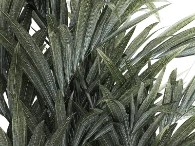 Beautiful palm tree in a flower pot for decoration 1281 3D model