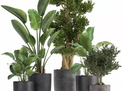 Houseplants in a flowerpot for the interior 965 3D model