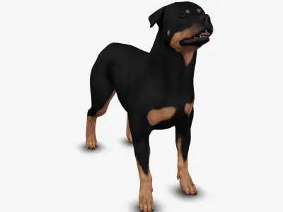 rottweiler 3D model