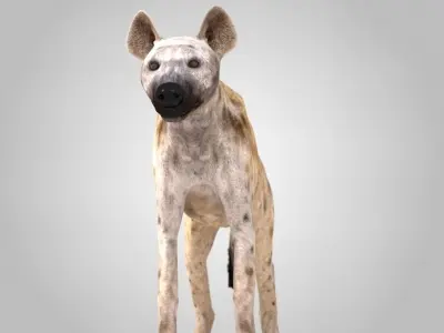 Spotted Hyena Low-poly 3D model
