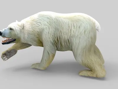 3D Model White Bear Rigged and animated Low-poly 3D model