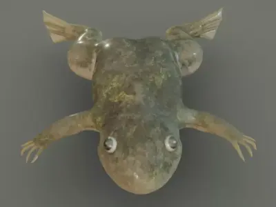 Frog  Lab  Frog   Xenopus laevisis Low-poly 3D model